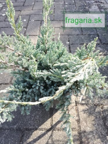 Borievka šupinatá Holger, Juniperus squamata 40 - 50 cm, kont. 3l