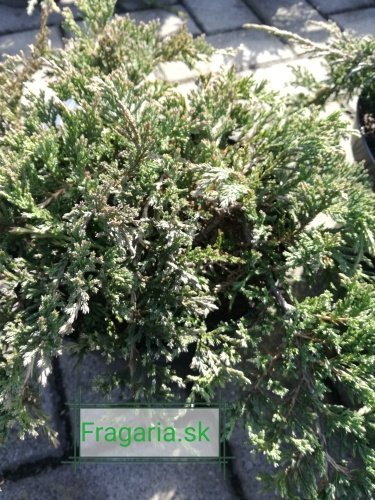 Borievka plazivá Princes of Wales, Juniperus horizontalis 30 - 50cm, kont. 3l