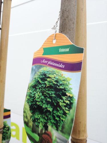 Javor Mliečny Globosum,  Acer platanoides, 150-220 cm, kontajner 4l