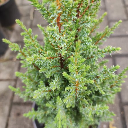 Borievka obyčajná Bagnet, Juniperus communis 30 – 35 cm, kont. 3l