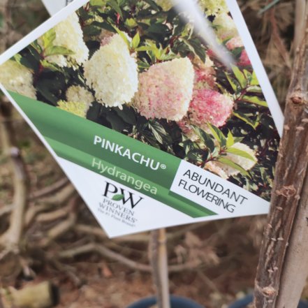 Hortenzia metlinatá Pinkachu, Hydrangea paniculata, kmeň 150 – 160 cm, kontajner  15l