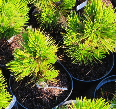 Borovica pancierová Pirin, Pinus leucodermis – heldreichii, 20 - 30 cm, kont. 3l