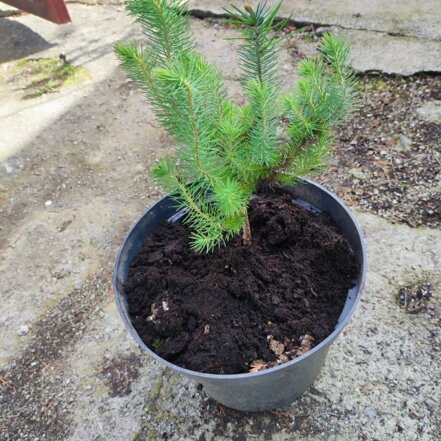 Borovica píniová, Pinus pinea, kont. 10L.