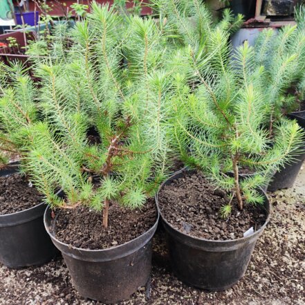 Borovica píniová, Pinus pinea, kont. 5L.