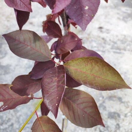 Stremcha viržinska 'Shubert' Prunus virginiana , kmeň+170 cm