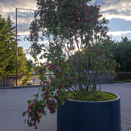 Muchovník jelšolistý Smoky, Amelanchier alnifolia kont. 0,5 l