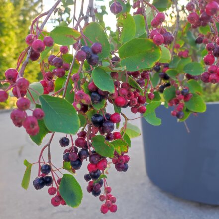 Muchovník jelšolistý Smoky, Amelanchier alnifolia kont. 0,5 l