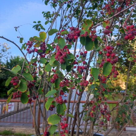 Muchovník jelšolistý Smoky, Amelanchier alnifolia kont. 0,5 l