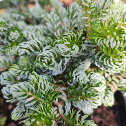 Jedla korejska Kohout’s Ice Breaker Abies koreana ,  C8, 20-30 cm