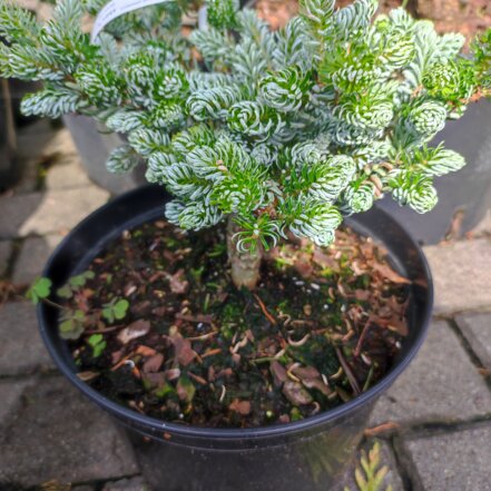 Jedla korejska Kohout’s Ice Breaker Abies koreana ,  C8, 20-30 cm