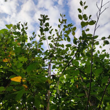 Muchovník Lamarckov, Amelanchier lamarckii kont. 25, výška +3,5 m.l