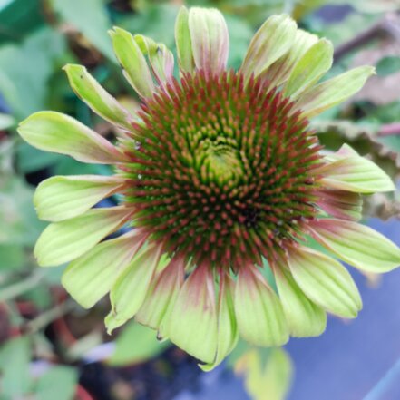 Echinacea Green Twister, Echinacea purpurea, kont. P9