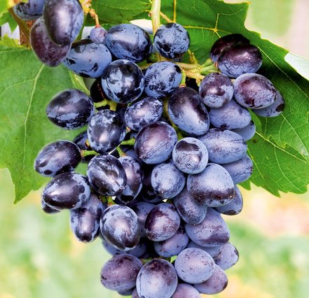 Vinič hroznorodý Kodrianka, Vitis vinifera, kontajnerovaná sadenica 1 l