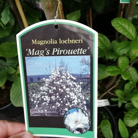 Magnolia x loebneri Mag´s Pirouette, Magnolia x loebneri + 120 cm, kont. 4l