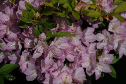 Azalka japonská Negligee, Rhododendron obtusum, kont. 2l