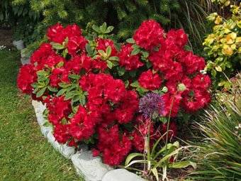 Rododendron Red Jack, Rhododendron 30 - 40 cm, kont. 5l