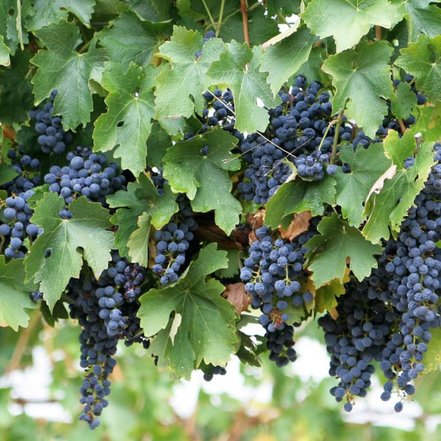 Vinič hroznorodý Schuyler, Vitis vinifera, kontajnerovaná sadenica 1l