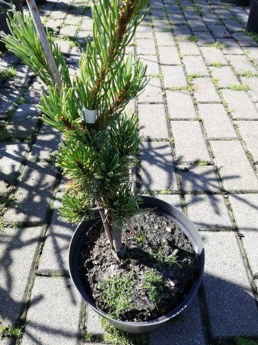 Borovica drobnokvetá Shizukagoten, Pinus parviflora, kontajner C3 ,30-40 cm