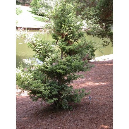 Cypruštek hrachonosný Squarrosa Sulphurea, Chamaecyparis pisifera 40 - 50 cm, kont 3l