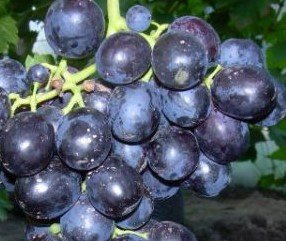 Vinič hroznorodý Tawria, Vitis vinifera, kontajnerovaná sadenica 1 l