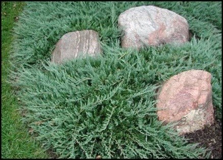 Borievka plazivá Wiltonii, Juniperus horizontalis 5 cm, kont. 3l