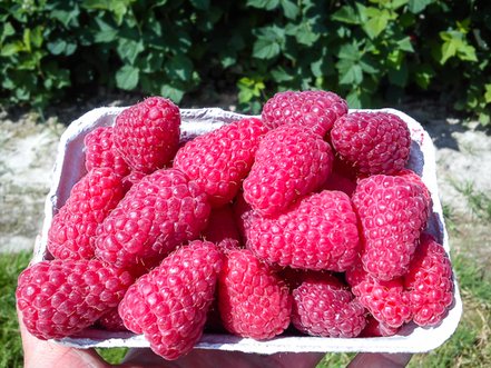 Malina Sokolica, Rubus idaeus 30 - 40 cm kont.1l