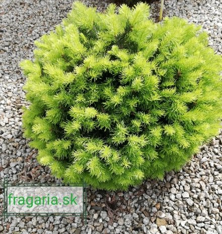 Jedľa plsnatoplodá Green Globe, Abies lasiocarpa 30 - 40 cm, kont. 5l