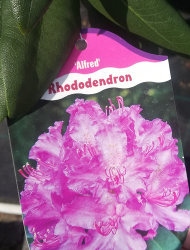 Rododendron Alfred, Rhododendron 40 - 50 cm, kont. 5l