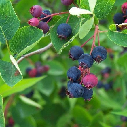 Muchovník Lamarckov, Amelanchier lamarckii kont. 25, výška +3,5 m.l