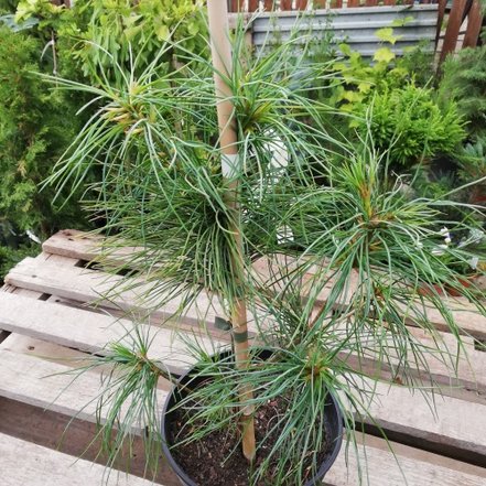 Borovica Armandova, Pinus armandii, 20 - 40 cm, kont. 3l