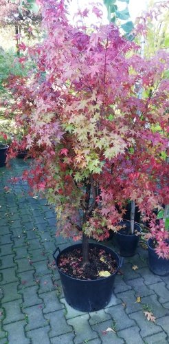 Javor dlaňovitolistý Atropurpureum, Acer palmatum, 30 – 70 cm, kontajner 3l