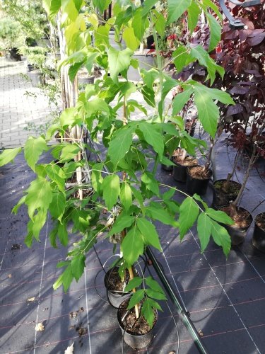Javor jaseňolistý Auratum, Acer negundo, 140 - 160 cm, kont. 10l