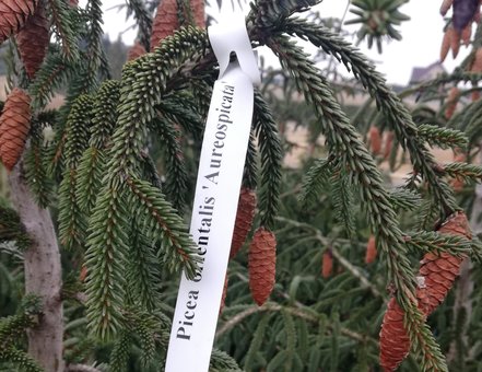 Smrek východný Aureospicata, Picea orientalis 150 - 250 cm, kont. 50l