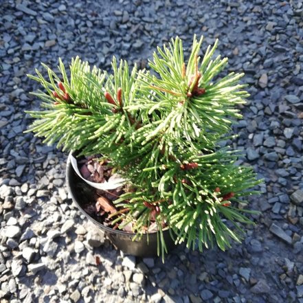 Borovica horská Benjamin, Pinus mugo, 20 - 30 cm, kont. 3l