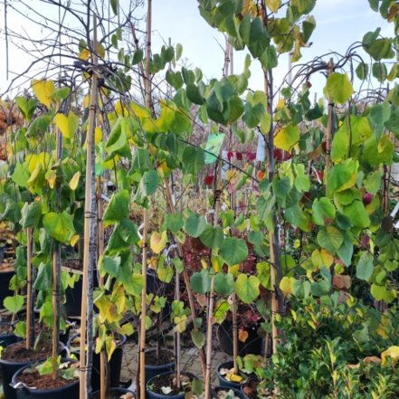 Judášovec strukový Bodnant, Cercis siliquastrum, + 200 cm, kont. 20l