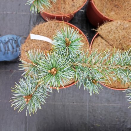 Borovica drobnokvetá Schoons´ Bonsai, Pinus parviflora, kontajner C3 ,30-40 cm