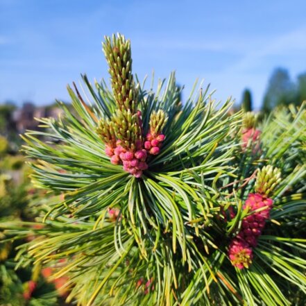 Borovica, Pinus + 100 cm na kmienku, kont. 5l