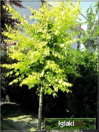 Breza previsnutá Golden Cloud, Betula pendula 180 - 250 cm, kont. 12I