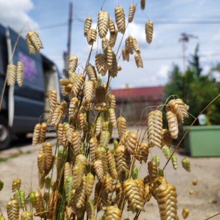 Kraslica veľká, Briza maxima, kont. 2l