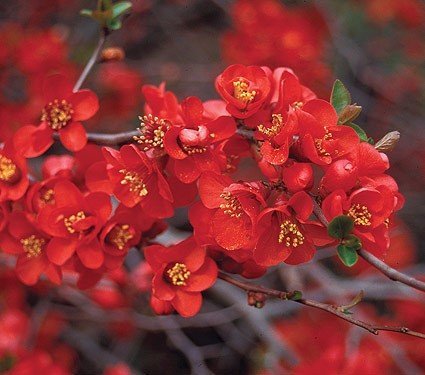 Dulovec Crimson and Gold, Chaenomeles x superba 25 - 35 cm, kont. 3l