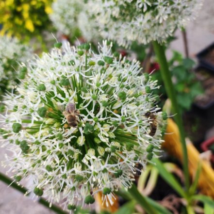 Cesnak obrovský White Giant, Allium giganteum , kont. 3l