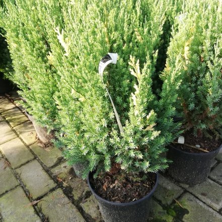 Borievka čínska Variegata, Juniperus chinensis 40 - 50 cm, kont. 3l