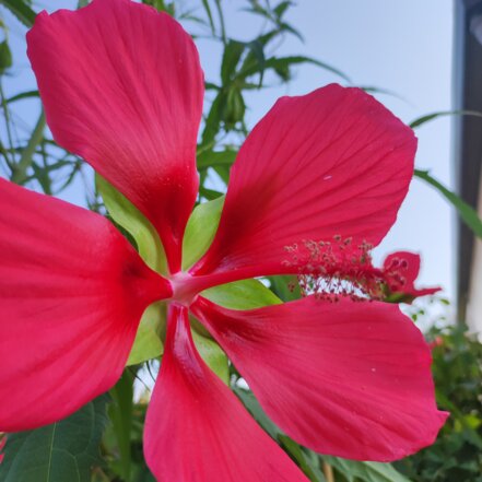 Ibištek šarlátový, Hibiscus coccineus, kont. 4 l, 180 -  220 cm