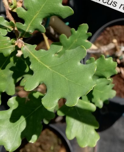 Dub letný Concordia, Quercus robur, kontajner C3, 40-60 cm