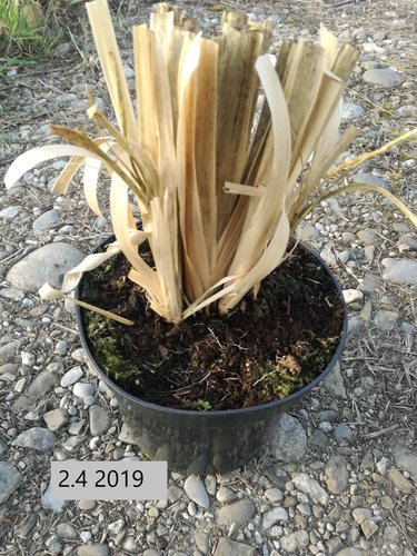 Kortadéria pampová Rosea, Cortaderia selloana, 10 – 100 cm, kontajner 2l