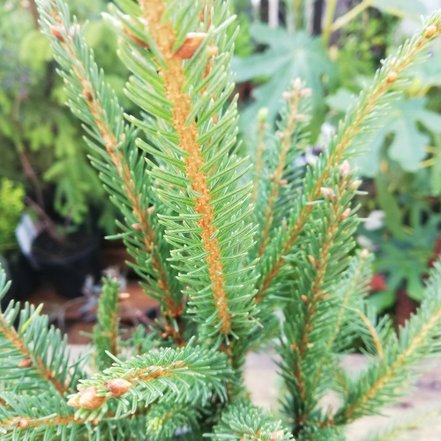 Smrek obyčajný Cupressina, Picea abies  30 - 40 cm, kont. 3l