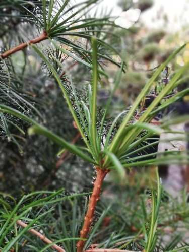 Dáždnikovec praslenovitý, Sciadopitys verticillata,  kontajner C20, 250 - 270 cm