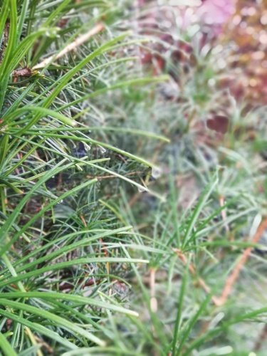 Dáždnikovec praslenovitý, Sciadopitys verticillata,  kontajner C20, 250 - 270 cm