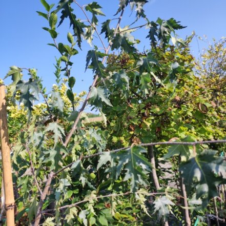 Breza previsnutá Dalecarlica, Betula pendula+150 cm, kont. 5I