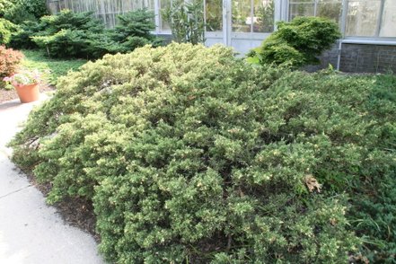 Borievka davurská Expansa Variegata, Juniperus davurica , kont. 3l